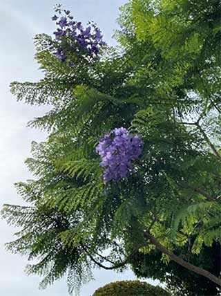 ジャカランダ開花（大阪・八幡屋公園）